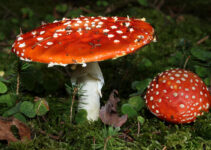 The Culinary Delights and Nutritional Benefits of Amanita Muscaria