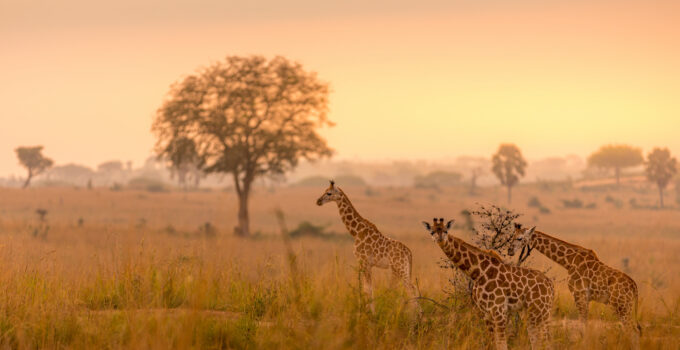 Wildlife Wonders: Exploring Uganda’s National Parks