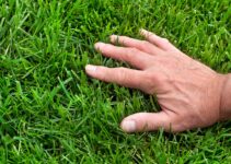 The Dos and Don’ts of Lawn Fertilization: 3 Tips from the Experts