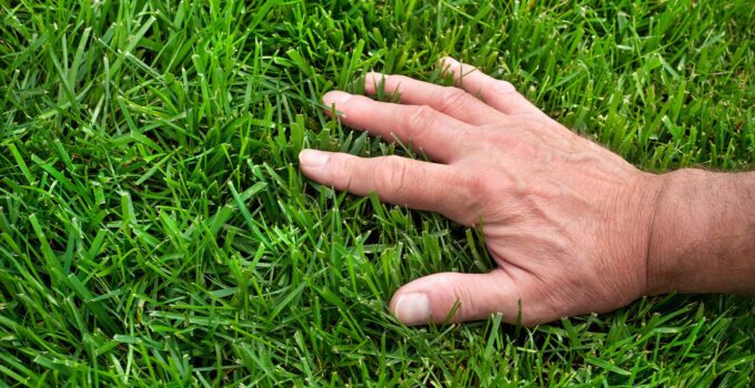 The Dos and Don’ts of Lawn Fertilization: 3 Tips from the Experts