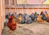 Egg Production Made Easy: Top Equipment for Poultry Egg Farms