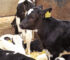 Cattle Control: Mastering the Art of Cow Tagging Standards