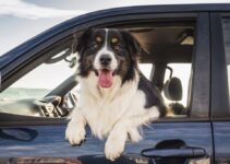 5 Ways to Decrease Pet Anxiety During Travel